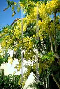 Picture of Cassia fistula 