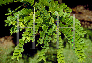 Picture of Cassia javanica 