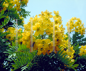 Picture of Cassia leptophylla 