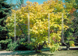 Picture of Castanea mollissima 