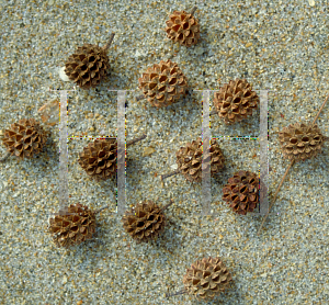 Picture of Casuarina spp. 