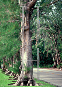 Picture of Casuarina spp. 