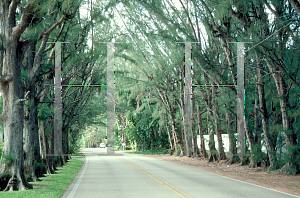 Picture of Casuarina spp. 