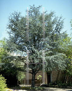 Picture of Cedrus libani ssp. atlantica 'Glauca'