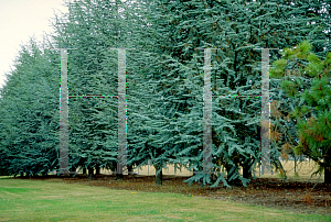 Picture of Cedrus libani ssp. atlantica 'Glauca'