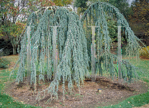 Picture of Cedrus libani ssp. atlantica 'Glauca Pendula'