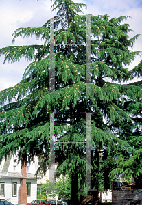 Picture of Cedrus deodara 