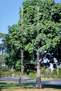 Picture of Ceiba pentandra 