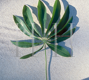 Picture of Ceiba pentandra 