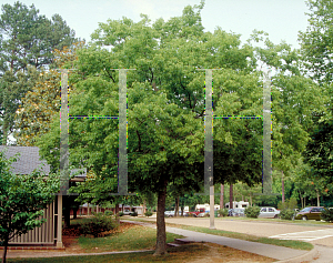 Picture of Celtis australis 