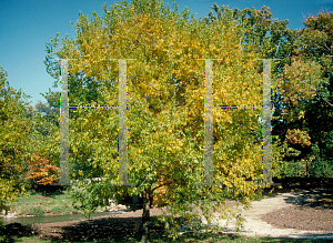 Picture of Celtis laevigata 'All Seasons'