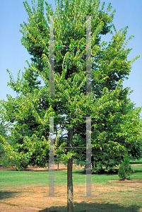 Picture of Celtis occidentalis 