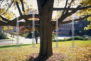 Picture of Celtis occidentalis 