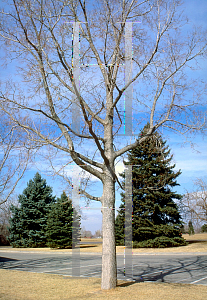 Picture of Celtis occidentalis 