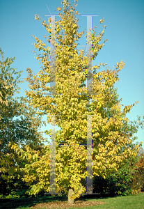 Picture of Celtis occidentalis 