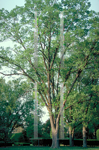 Picture of Celtis occidentalis 