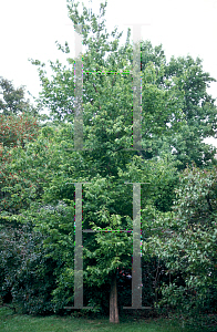 Picture of Celtis occidentalis 'Prairie Pride'