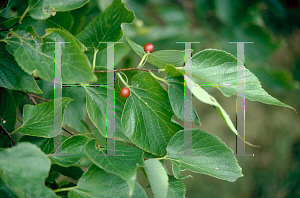 Picture of Celtis occidentalis 'Prairie Pride'