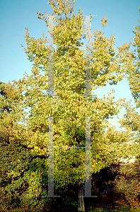 Picture of Celtis occidentalis 'Prairie Pride'