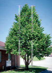 Picture of Cercidiphyllum japonicum 