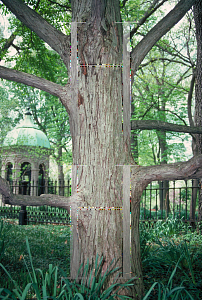 Picture of Cercidiphyllum japonicum 