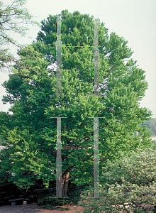 Picture of Cercidiphyllum japonicum 