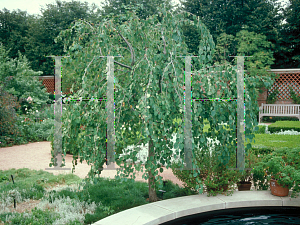 Picture of Cercidiphyllum japonicum 'Pendulum'