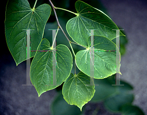 Picture of Cercis canadensis 