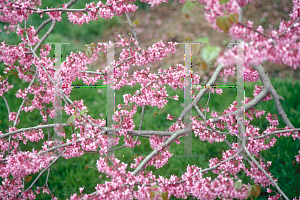 Picture of Cercis canadensis 