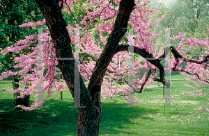 Picture of Cercis canadensis 