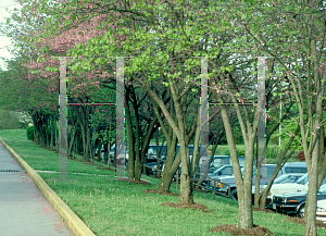 Picture of Cercis canadensis 