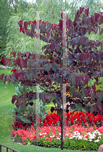 Picture of Cercis canadensis 'Forest Pansy'