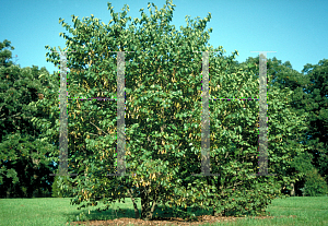 Picture of Cercis canadensis var. texensis 