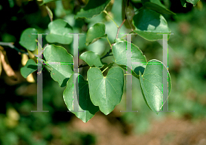 Picture of Cercis canadensis var. texensis 