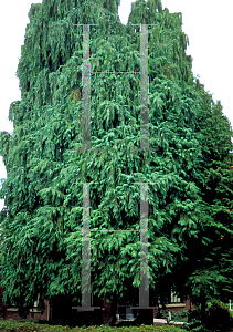 Picture of Chamaecyparis lawsoniana 