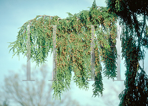 Picture of Chamaecyparis nootkatensis 'Pendula'