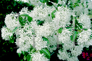 Picture of Chionanthus retusus 