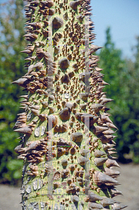 Picture of Ceiba speciosa 