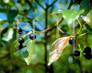 Picture of Cinnamomum camphora 