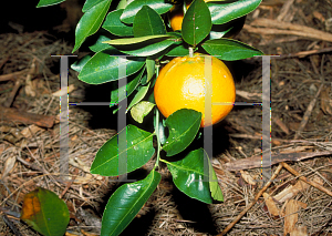 Picture of Citrus spp. 