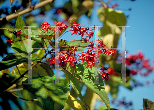 Picture of Clerodendrum trichotomum 