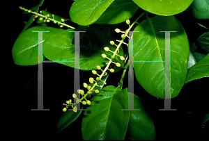 Picture of Coccoloba diversifolia 