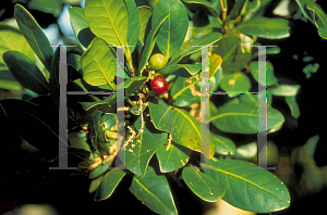 Picture of Coccoloba diversifolia 