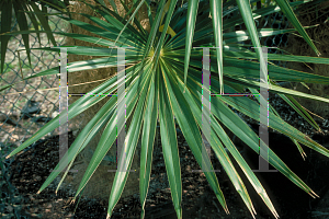 Picture of Coccothrinax crinita 