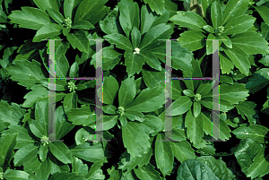 Picture of Pachysandra terminalis 