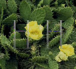 Picture of Opuntia compressa 