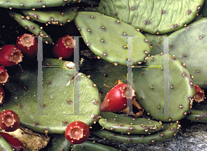 Picture of Opuntia compressa 