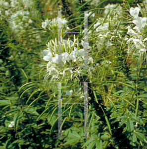 Picture of Cleome hassleriana 'Helen Campbell'