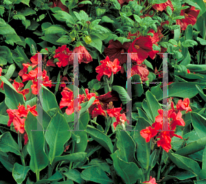 Picture of Canna x generalis 