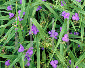 Picture of Tradescantia virginiana 'Purple Dome'